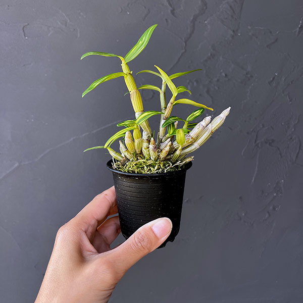 チョウセイラン(長生蘭):太閤(たいこう)2.5号ポット