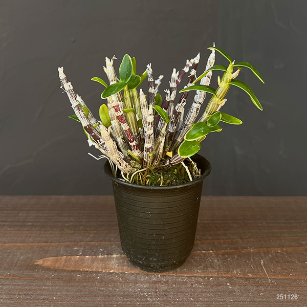 チョウセイラン(長生蘭):勝山覆輪(かつやまふくりん)2.5号ポット