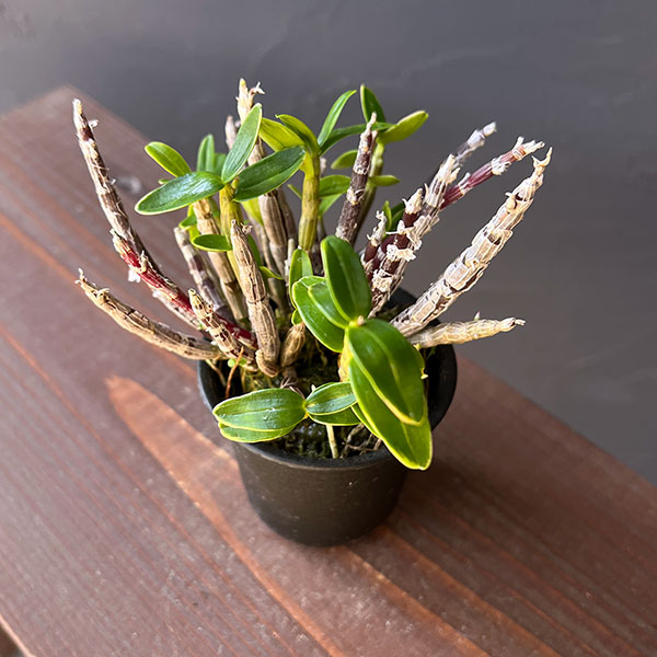 チョウセイラン(長生蘭):勝山覆輪(かつやまふくりん)2.5号ポット