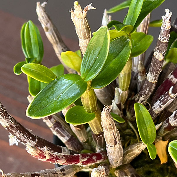 チョウセイラン(長生蘭):勝山覆輪(かつやまふくりん)2.5号ポット