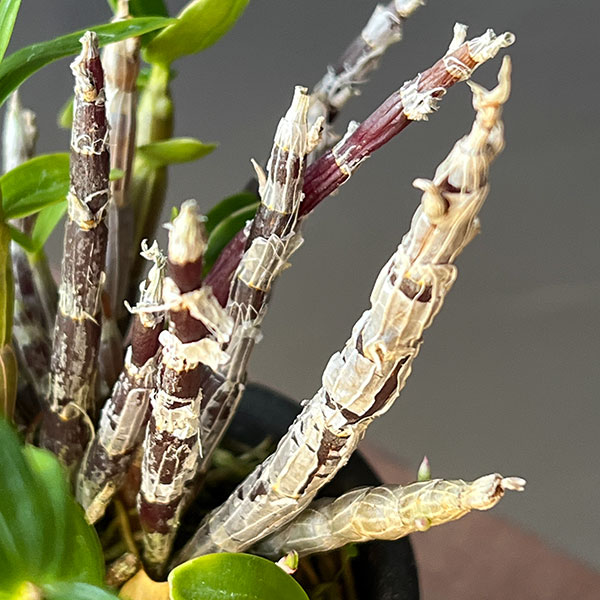 チョウセイラン(長生蘭):勝山覆輪(かつやまふくりん)2.5号ポット