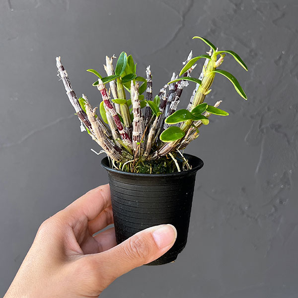 チョウセイラン(長生蘭):勝山覆輪(かつやまふくりん)2.5号ポット