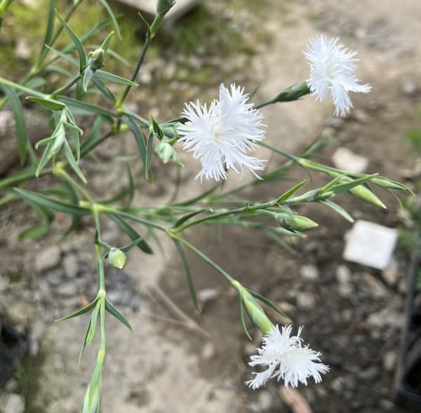 ダイアンサス（カワラナデシコ）：ミーティア・ホワイト3-3.5号ポット