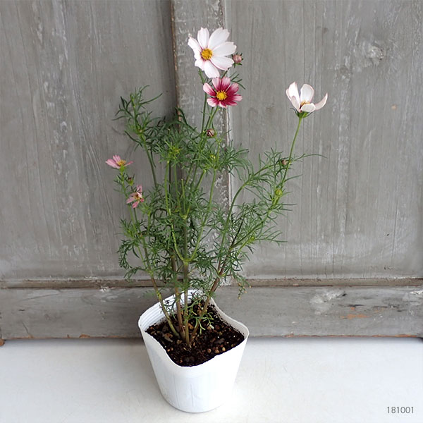 園芸ネット本店｜コスモス：バローテ3-3.5号ポット 4株セット の通販