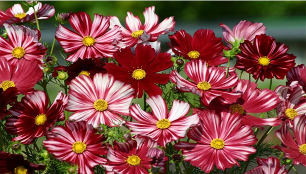 園芸ネット本店｜コスモス：バローテ3-3.5号ポット 4株セット の通販