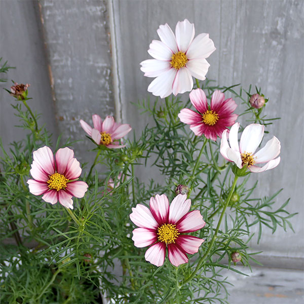 園芸ネット本店｜コスモス：バローテ3-3.5号ポット の通販【公式】