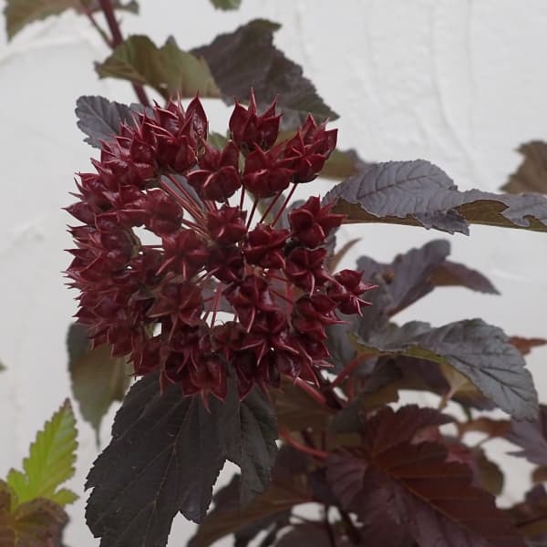 テマリシモツケ：レディインレッド5号ポット