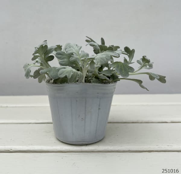 アルテミシア:モリスストレイン2.5-3号ポット*