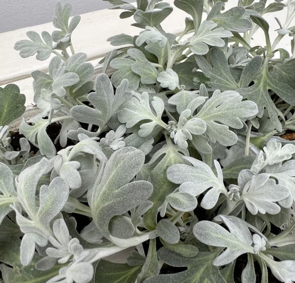 アルテミシア:モリスストレイン2.5-3号ポット*