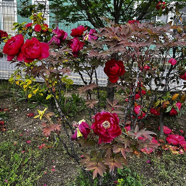 牡丹（ぼたん）：太陽（たいよう）3～4年生苗7号鉢植え