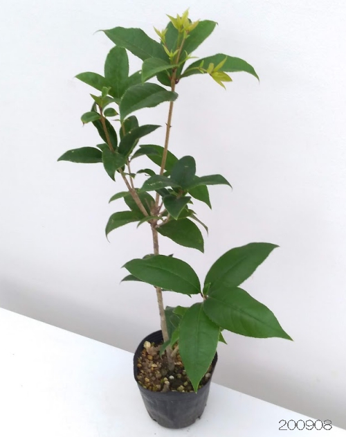 ギンモクセイ（銀木犀）4号ポット