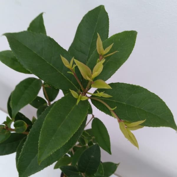 ギンモクセイ（銀木犀）4号ポット