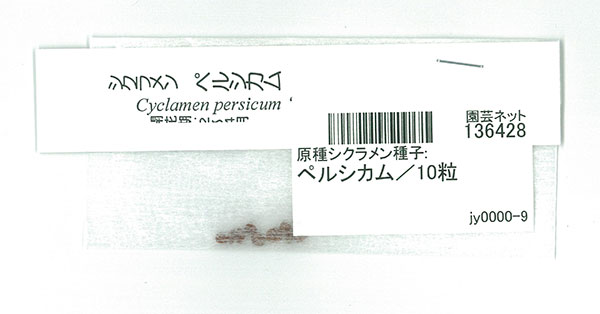 原種シクラメン種子：ペルシカム／10粒