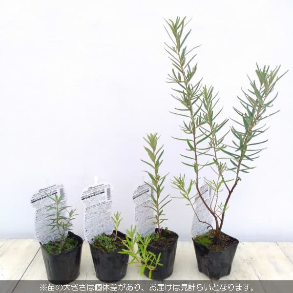 シーベリー（沙棘・サジー）：メス木3号ポット＊