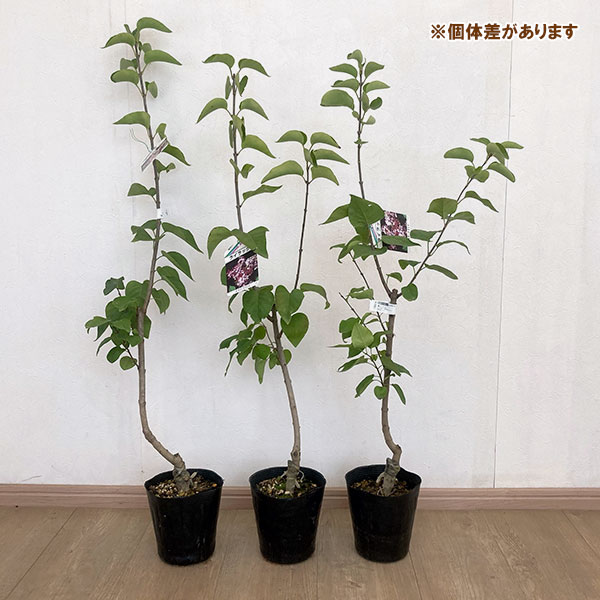 ライラック:エスタースターレー5号ポット