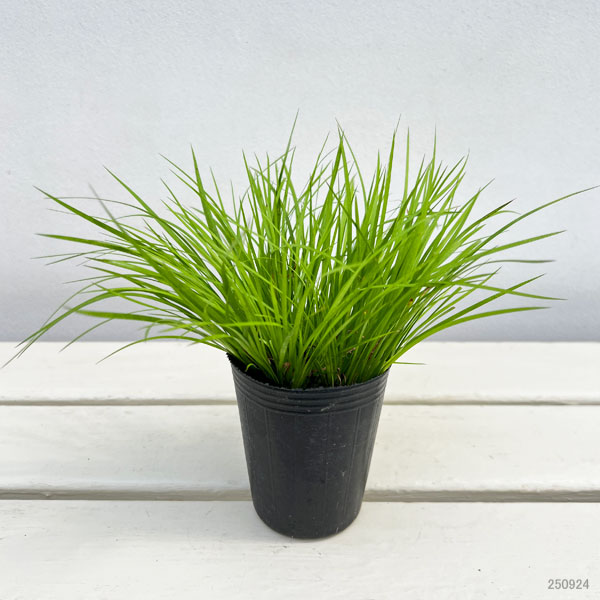 セキショウ:オウゴンヒメセキショウ2.5号ポット