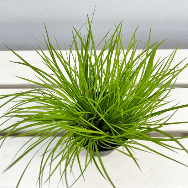 セキショウ:オウゴンヒメセキショウ2.5号ポット