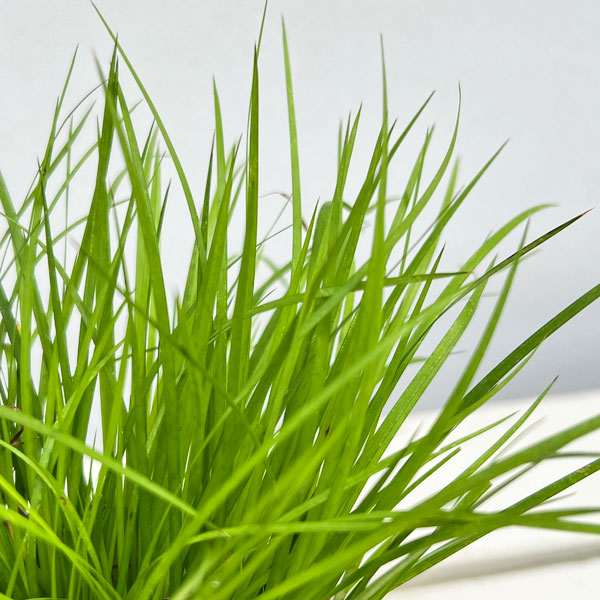 セキショウ:オウゴンヒメセキショウ2.5号ポット