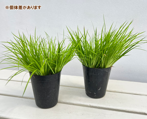 セキショウ:オウゴンヒメセキショウ2.5号ポット