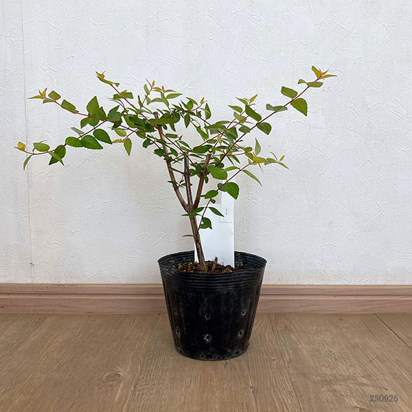 アベリア：ブロンズアニバーサリー5号ポット