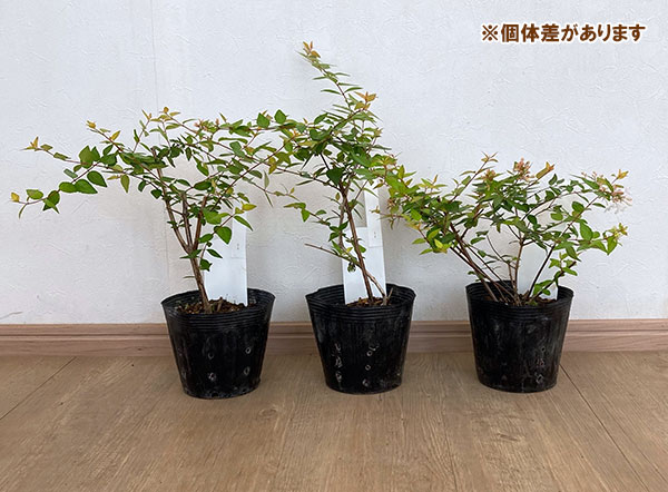 アベリア：ブロンズアニバーサリー5号ポット