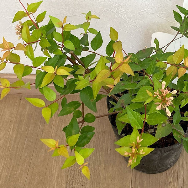 アベリア：ブロンズアニバーサリー5号ポット