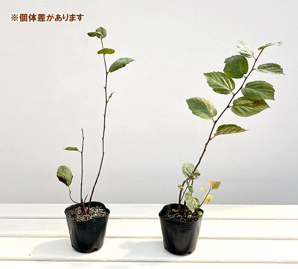 シロバナマンサク（フォサギラ）：ブルーシャドウ3号ポット