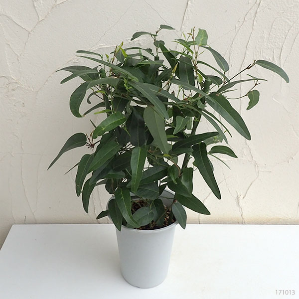 ハーデンベルギア：2色ミックス6号鉢植え