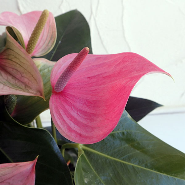 アンスリウム:ジョリ6号鉢植え