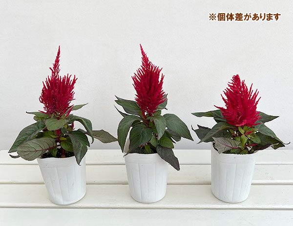 セロシア(ケイトウ):燃える聖花3.5号ポット