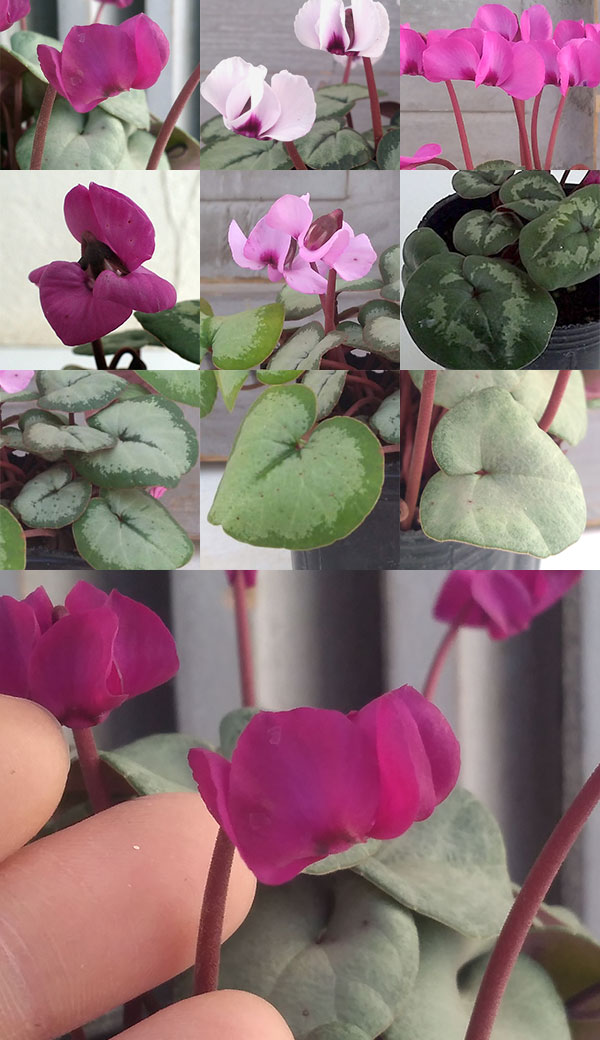 シクラメン:コウムスノープリンセス2.5-3号ポット