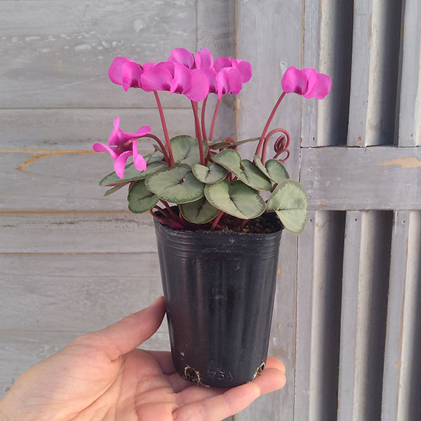 シクラメン:コウムスノープリンセス2.5-3号ポット