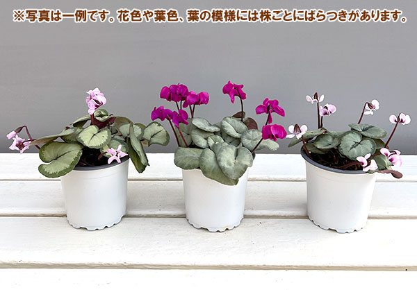 シクラメン:コウムスノープリンセス2.5-3号ポット