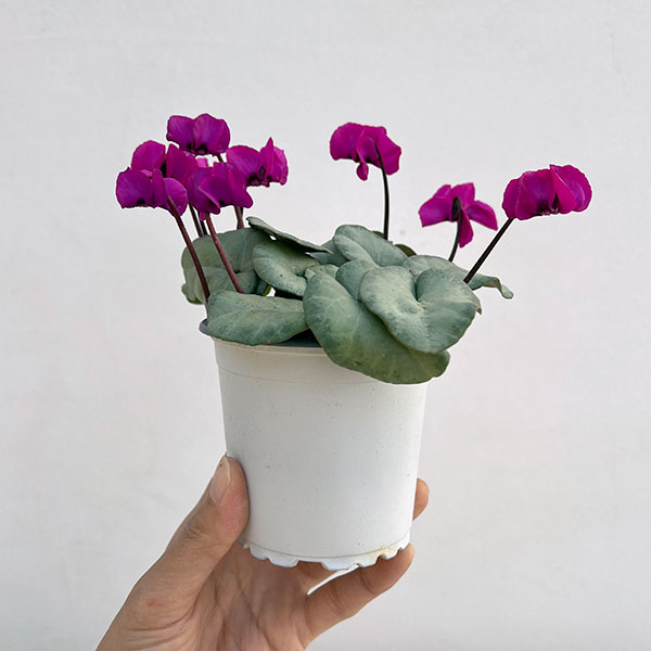 シクラメン:コウムスノープリンセス2.5-3号ポット