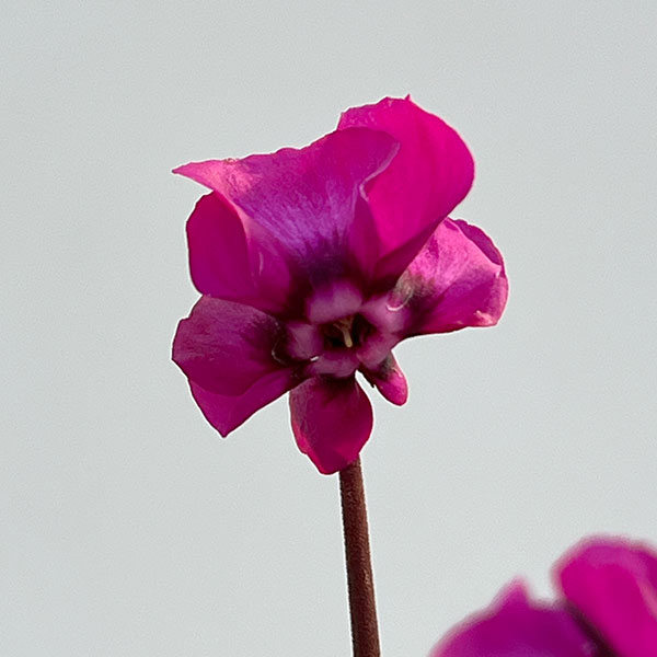 シクラメン:コウムスノープリンセス2.5-3号ポット