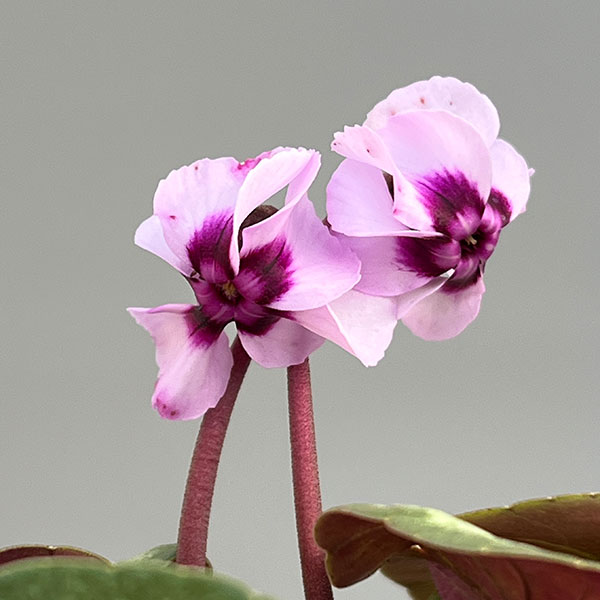 シクラメン:コウムスノープリンセス2.5-3号ポット