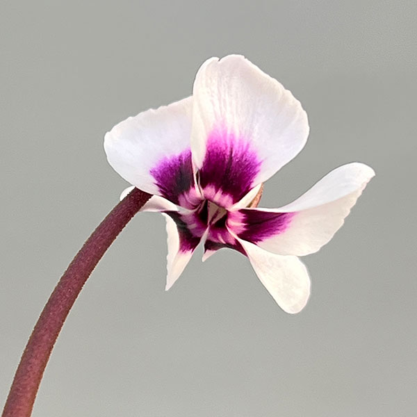 シクラメン:コウムスノープリンセス2.5-3号ポット