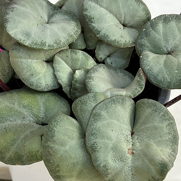 シクラメン:コウムスノープリンセス2.5-3号ポット