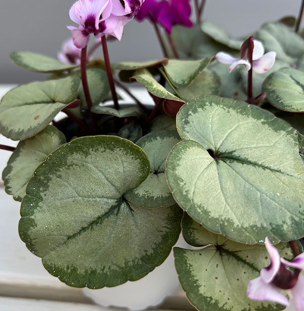 シクラメン:コウムスノープリンセス2.5-3号ポット