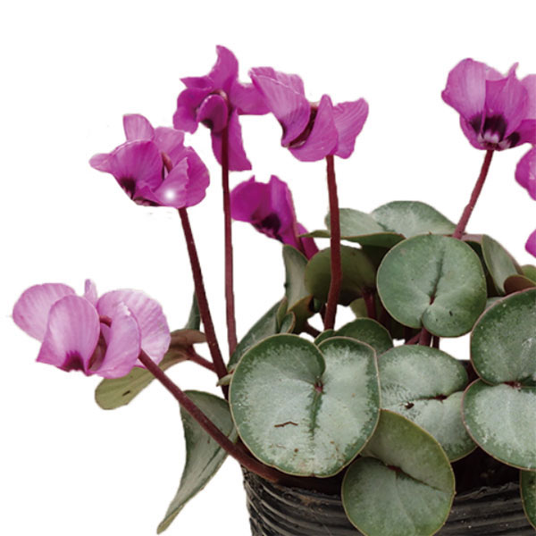 シクラメン:コウムスノープリンセス2.5-3号ポット