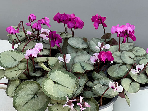 シクラメン:コウムスノープリンセス2.5-3号ポット