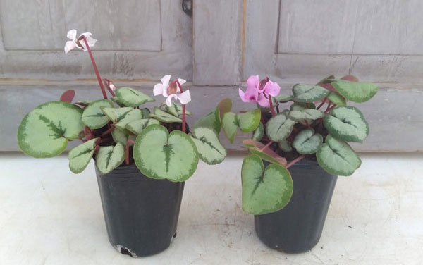 シクラメン:コウムスノープリンセス2.5-3号ポット