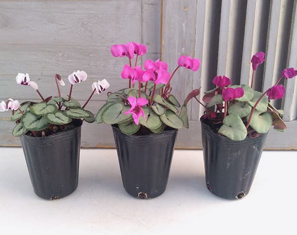 シクラメン:コウムスノープリンセス2.5-3号ポット