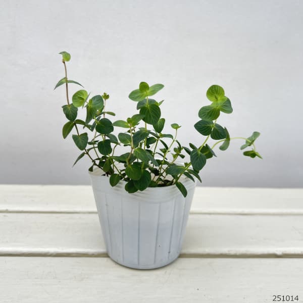 花オレガノ：ミルフィーユリーフ3号ポット