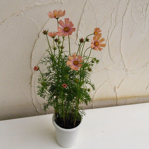 コスモス:オレンジキャンパス4号鉢植え