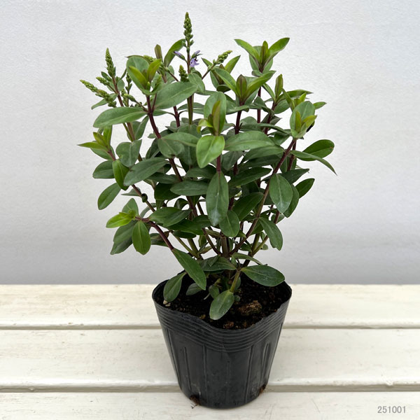 ベロニカ：グレース3.5号ポット*