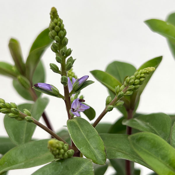 ベロニカ：グレース3.5号ポット*