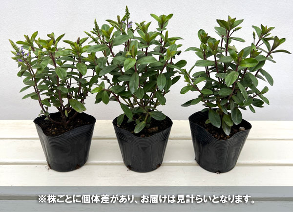 ベロニカ：グレース3.5号ポット*