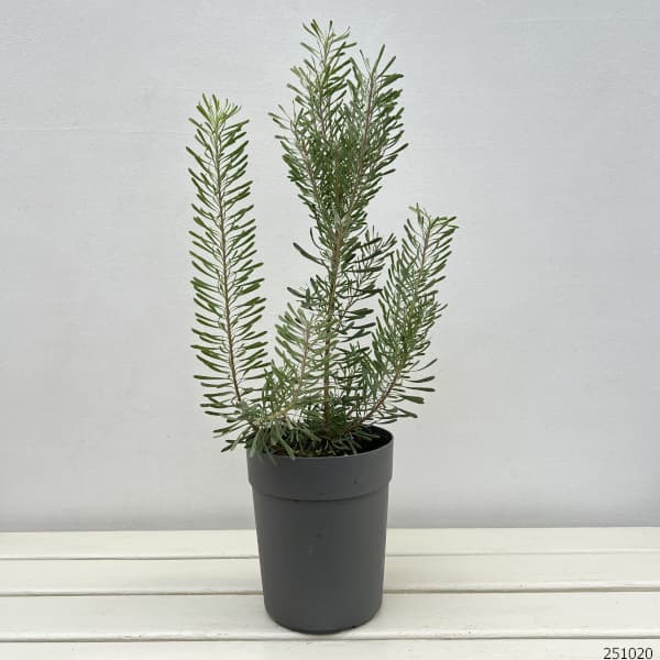 リューカデンドロン：パープルヘイズ5号ポット