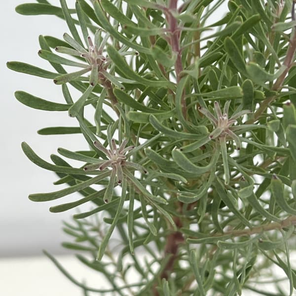 リューカデンドロン：パープルヘイズ5号ポット